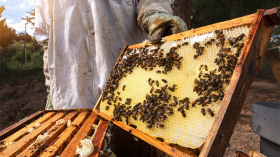 “الغيث” ينعش خلايا النحل وترقب إنتاج وفير للعسل
