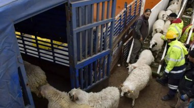 Port d’Alger: Arrivée d’un nouveau chargement de moutons importés en prévision de l’Aïd al-Adha