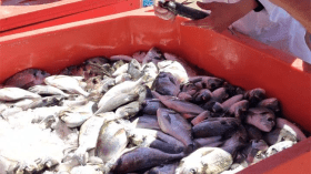 صادرات عين تموشنت من المنتجات السمكية تتخطى 600 ألف يورو