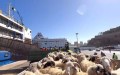Des préparatifs intenses pour la vente des moutons importés