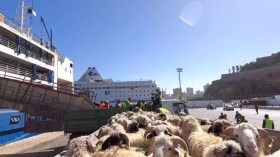 Des préparatifs intenses pour la vente des moutons importés