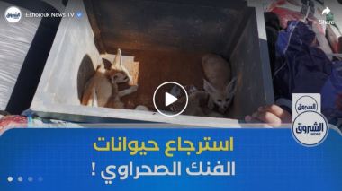 الدرك الوطني بورقلة يسترجع 05 حيوانات محمية مهددة بالانقراض من صنف الفنك الصحراوي