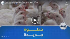 بطاقة فلاح لمربي الدواجن العائلية..  خطوة جديدة لتنظيم النشاط ودعمه
