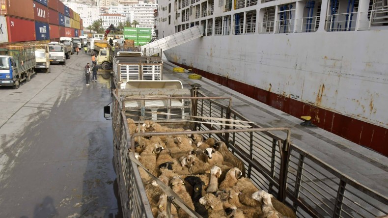 بالصور.. شحنة جديدة من الأغنام المستوردة تصل إلى ميناء الجزائر
