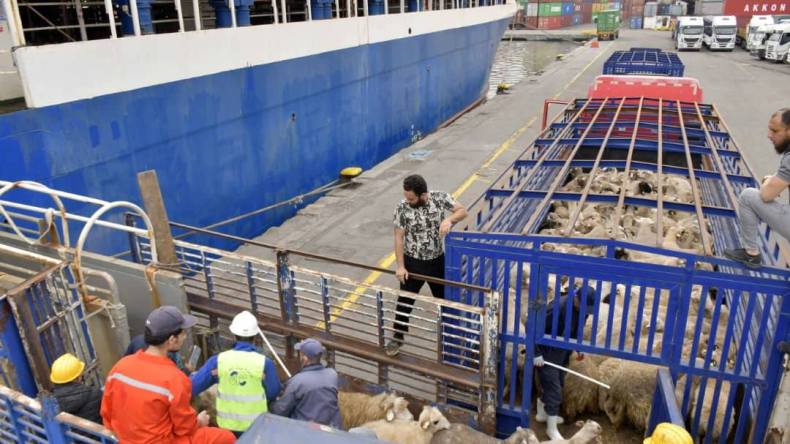 وصول دفعة جديدة من الأغنام المستوردة إلى ميناء الجزائر