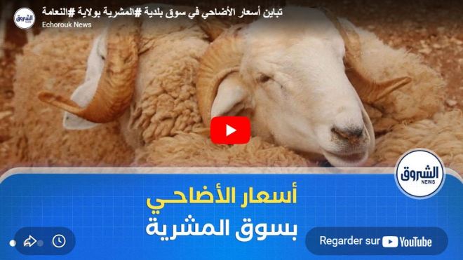 تباين أسعار الأضاحي في سوق بلدية المشرية بولاية النعامة