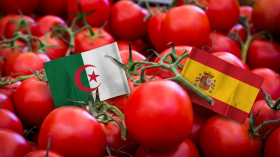 تصدير 80 طناً من الطماطم إلى إسبانيا ضمن جهود تنويع الصادرات