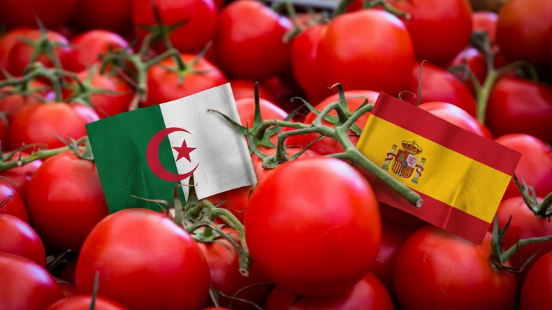 تصدير 80 طناً من الطماطم إلى إسبانيا ضمن جهود تنويع الصادرات