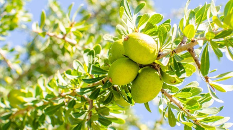 برنامج وطني لتوسيع زراعة الأرغان بالتقنيات الذكية