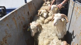 قادمة من جورجيا.. ميناء عنابة يستقبل شحنة جديدة من الأغنام