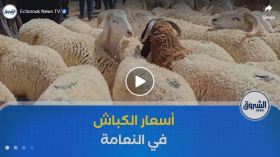 رغم تراجع أسعار الأضاحي .. ركود في سوق المواشي ببلدية المشرية في ولاية النعامة