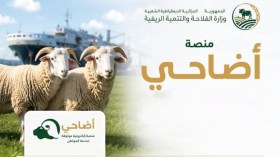أرقام جديدة من “أضاحي”.. هل تقترب شحنات الأغنام من بلوغ هدف المليون؟