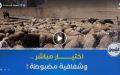آليات اقتناء الأضاحي المستوردة .. مواعيد مضبوطة واختيار مباشر لضمان الشفافية