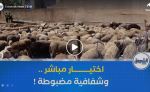 آليات اقتناء الأضاحي المستوردة .. مواعيد مضبوطة واختيار مباشر لضمان الشفافية