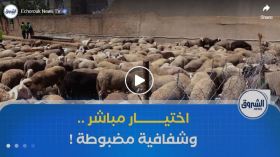 آليات اقتناء الأضاحي المستوردة .. مواعيد مضبوطة واختيار مباشر لضمان الشفافية