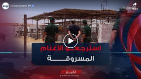 الدرك الوطني بغرداية يسترجع 175 رأس من الغنم المسروقة من طرف راعي المُبَلغ عن سرقتها