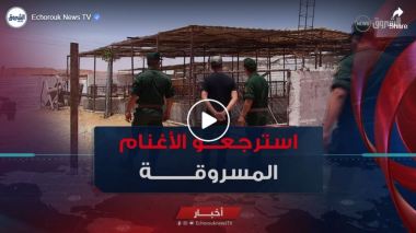 الدرك الوطني بغرداية يسترجع 175 رأس من الغنم المسروقة من طرف راعي المُبَلغ عن سرقتها