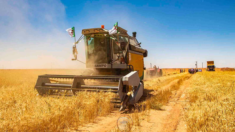 الجزائر تقطف أولى ثمار الشراكات الأجنبية في قطاع الحبوب