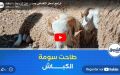 تراجع اسعار الاضاحي بسوق عين الرومية بالجلفة