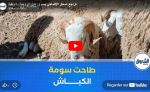 تراجع اسعار الاضاحي بسوق عين الرومية بالجلفة
