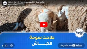 تراجع اسعار الاضاحي بسوق عين الرومية بالجلفة