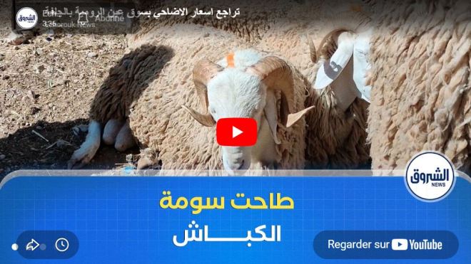 تراجع اسعار الاضاحي بسوق عين الرومية بالجلفة