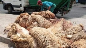 نحو استغلال 50% من جلود الأضاحي محلياً