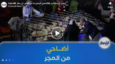 وصول أول دفعة من الأضاحي المستوردة من المجر إلى مطار قسنطينة