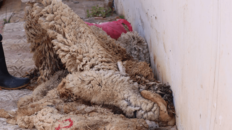 جلود الأضاحي… من شعيرة دينية إلى ثروة صناعية