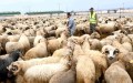 انطلاق بيع الأضاحي المستوردة عبر ست نقاط بوهران