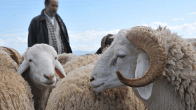 أمطار الخير لم تطفئ لهيب أسعار الماشية