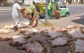 هل حققت حملة جلود الأضاحي أهدافها المسطرة؟ .. مسؤولة بوزارة البيئية تكشف