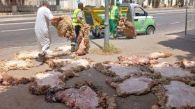 هل حققت حملة جمع جلود الأضاحي أهدافها المسطرة؟ .. مسؤولة بوزارة البيئة تكشف