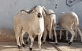 كباش بـ150 مليون.. ليست للأضحية ولا للبيع