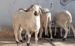 كباش بـ150 مليون.. ليست للأضحية ولا للبيع