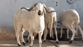 كباش بـ150 مليون.. ليست للأضحية ولا للبيع