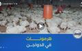 منتجو الدواجن .. استخدام الهرمونات في تربية الدواجن غير معمول بها في الجزائر