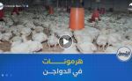 منتجو الدواجن .. استخدام الهرمونات في تربية الدواجن غير معمول بها في الجزائر