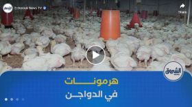 منتجو الدواجن .. استخدام الهرمونات في تربية الدواجن غير معمول بها في الجزائر