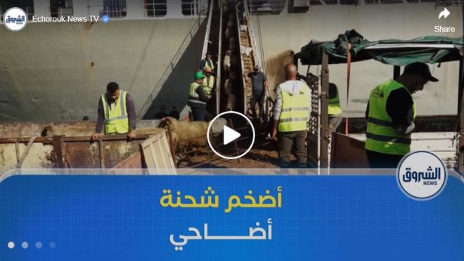 وصول أضخم شحنة من الأضاحي المستوردة إلى ميناء جن جن في ولاية جيجل