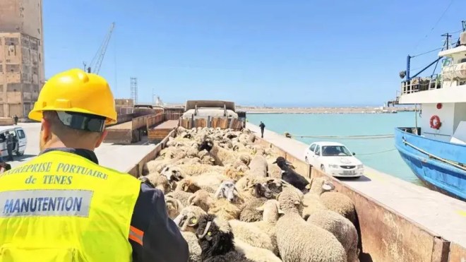 ميناء تنس: وصول أزيد من 13 ألف رأس غنم قادمة من إسبانيا