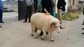 ما الذي يجب الانتباه إليه عند شراء كبش الأضحية؟