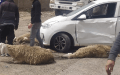 حوادث مرور “مميتة” بسبب الحيوانات البرية والمواشي