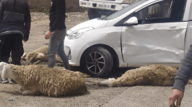حوادث مرور “مميتة” بسبب الحيوانات البرية والمواشي