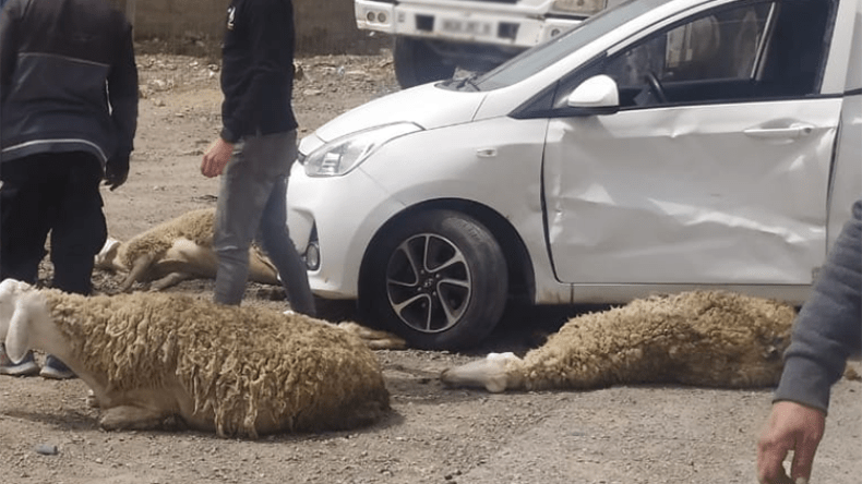 حوادث مرور “مميتة” بسبب الحيوانات البرية والمواشي