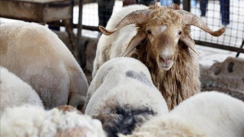 الرئيس تبون يأمر بفتح تحقيق حول “النقائص” المسجّلة خلال استيراد الأضاحي