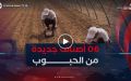 ستة أصناف جديدة من الحبوب.. البحث العلمي يعزز السيادة الغذائية