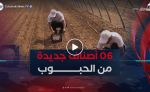 ستة أصناف جديدة من الحبوب.. البحث العلمي يعزز السيادة الغذائية