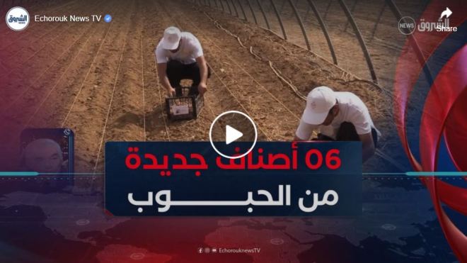 ستة أصناف جديدة من الحبوب.. البحث العلمي يعزز السيادة الغذائية