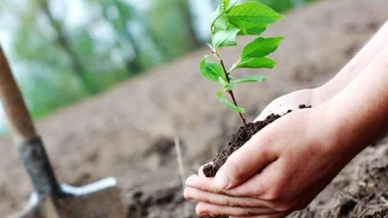 40,000 hectares are restored annually to combat fire losses